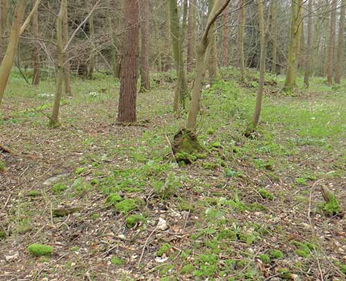 The Site of Cocken Hall.